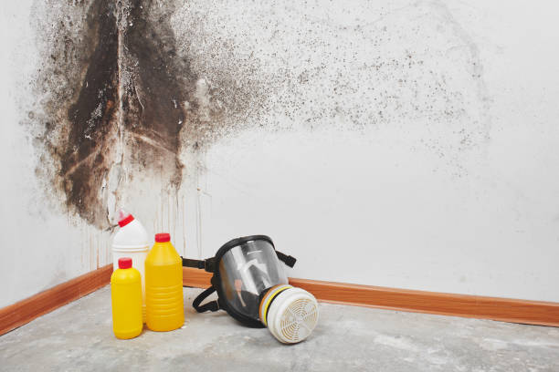 Best HVAC Mold Remediation in Wedgefield, FL