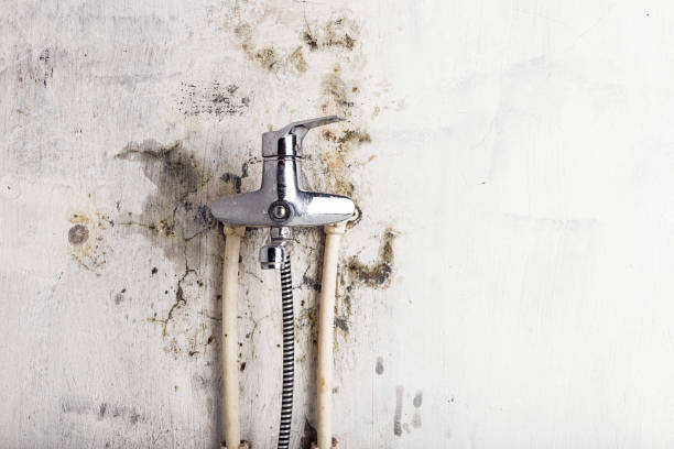 Best Residential Mold Remediation in Wedgefield, FL