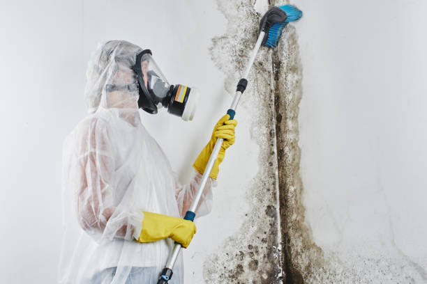 Best Residential Mold Remediation in Wedgefield, FL