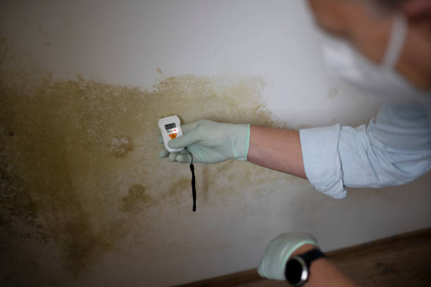 Best Localized Mold Remediation (e.g., coastal areas, humid climates) in Wedgefield, FL