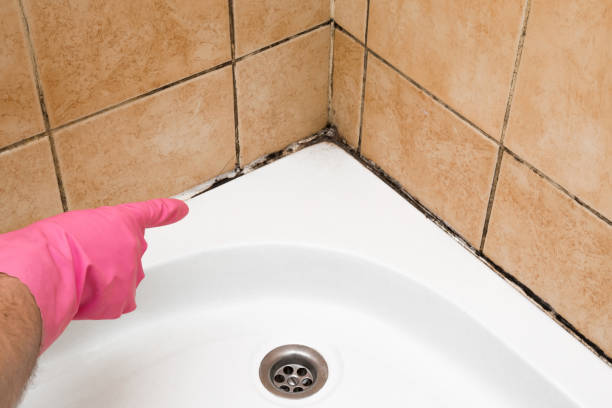 Best Residential Mold Remediation in Wedgefield, FL